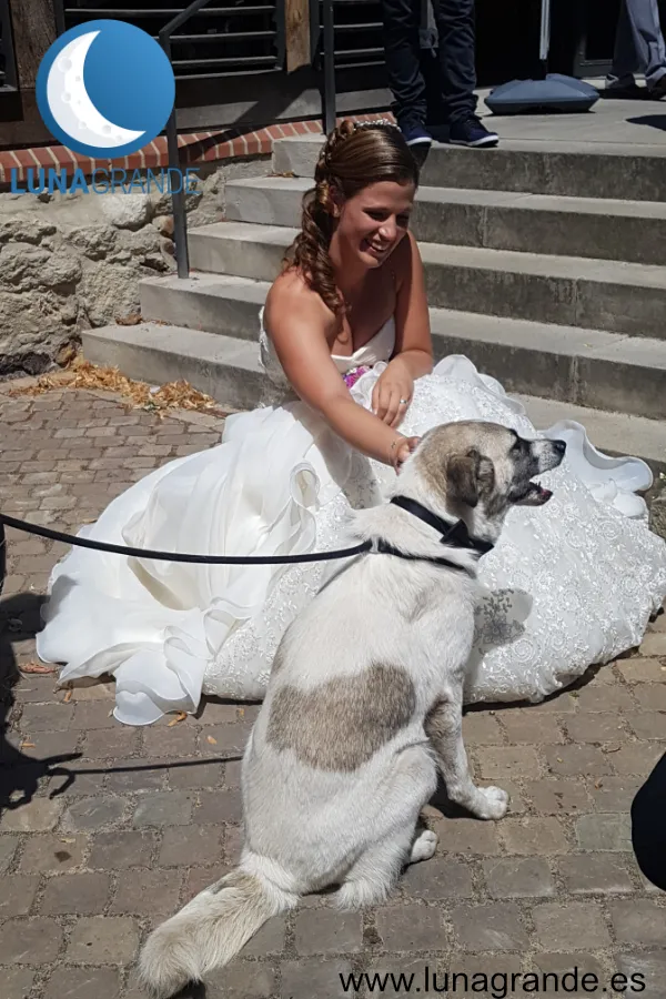 Como organizar tu boda si tienes perro